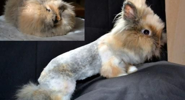 Jak správně ostříhat nehty dekorativním králíkům doma